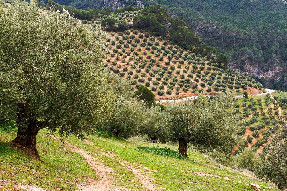 Olive Weeks #oliveweeks AOVE aceites de oliva virgen extra Andalucía matices aceite de oliva virgen extra olivar aceituna sabor La Comunal