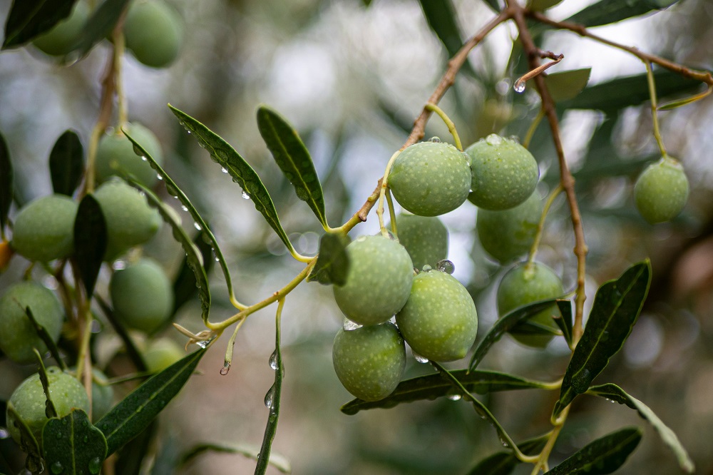 variedades autóctonas de aceituna sector oleícola variedad verdial de Vélez Málaga cultivo de olivar aceite de oliva virgen extra AOVE La Comunal