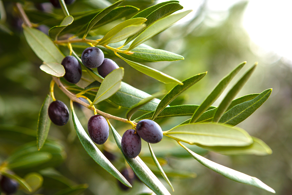 variedades autóctonas de aceituna sector oleícola variedad ocal cultivo de olivar aceite de oliva virgen extra AOVE La Comunal
